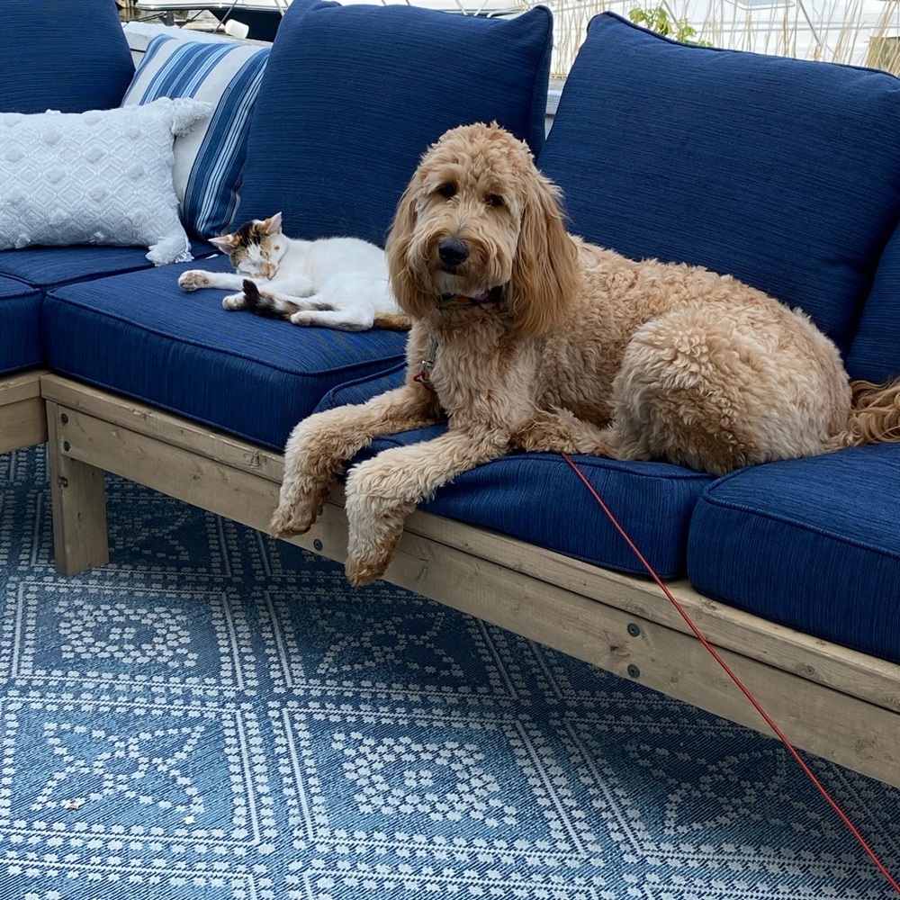 🐶💖PET FRIENDLY HOME💖🐱